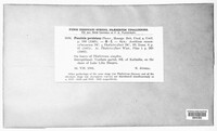 Puccinia recondita image